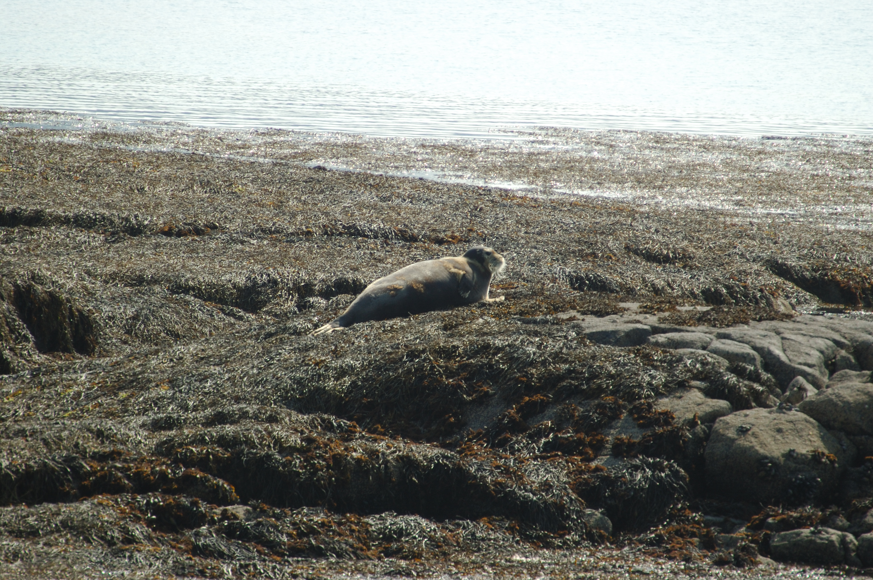 photos/wildlife/Mammal_Species/Bearded Seal/Scotland 2008 1362.jpg